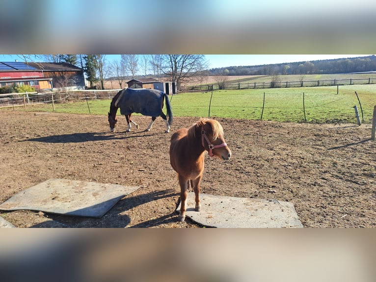 Mini poney Shetland Jument 2 Ans 87 cm Alezan in Zorneding