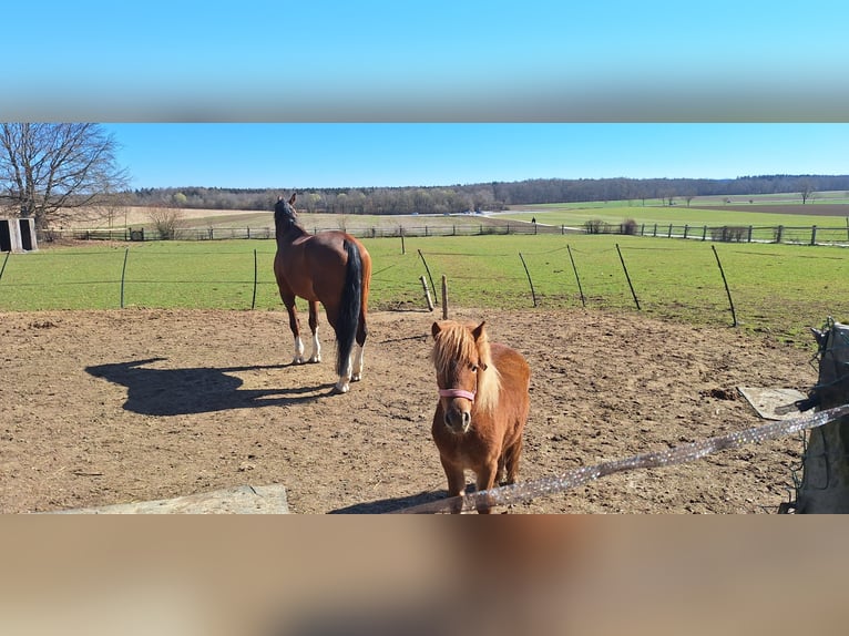Mini poney Shetland Jument 2 Ans 87 cm Alezan in Zorneding