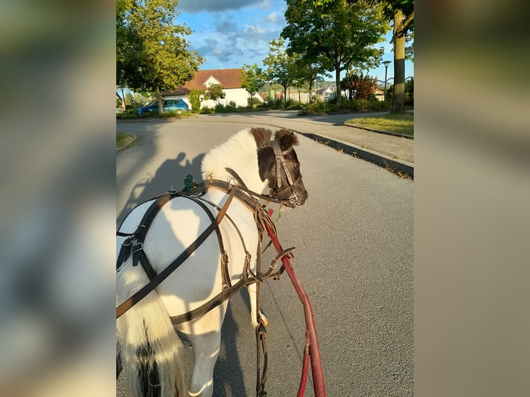 Mini poney Shetland Jument 2 Ans 90 cm Pinto in Unlingen