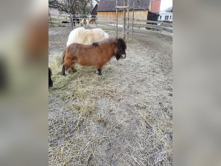 Mini poney Shetland Jument 3 Ans 66 cm Gris (bai-dun) in Berthelsdorf