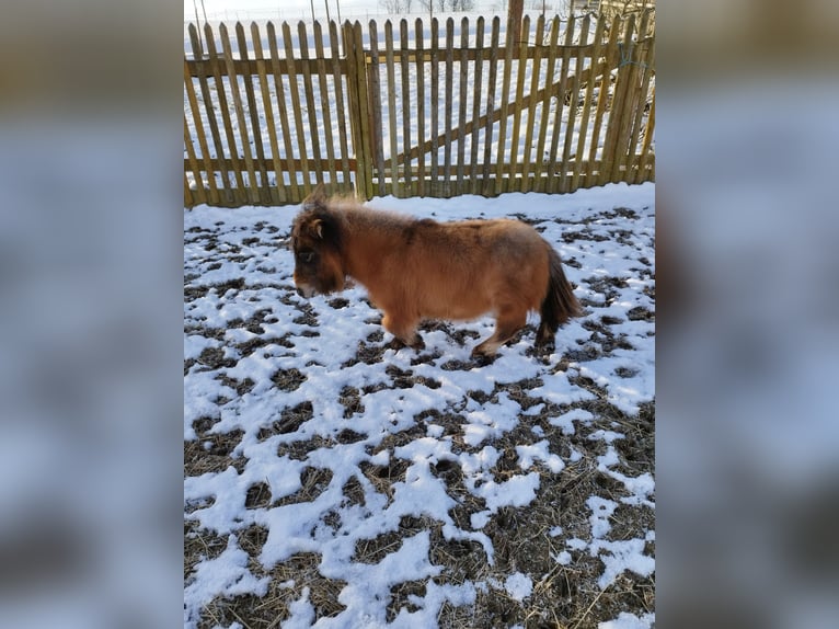 Mini poney Shetland Jument 3 Ans 66 cm Gris (bai-dun) in Berthelsdorf