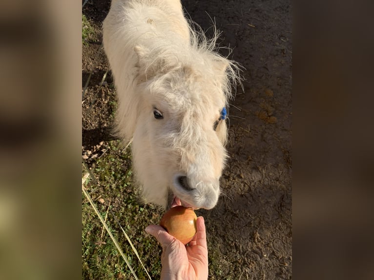 Mini poney Shetland Jument 3 Ans 72 cm Pinto in Cham