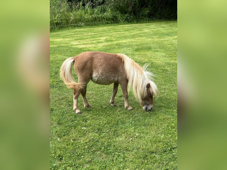 Mini poney Shetland Jument 3 Ans 78 cm Alezan in Wiek