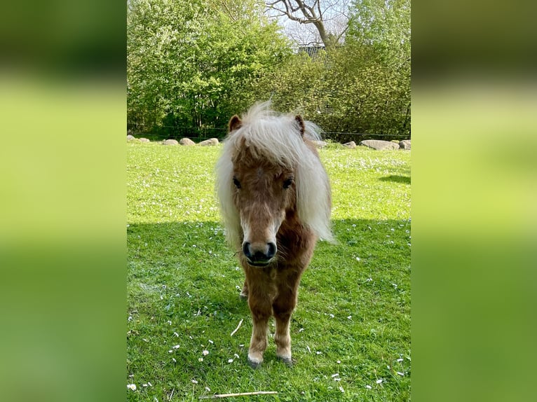 Mini poney Shetland Jument 3 Ans 78 cm Alezan in Wiek