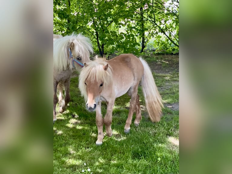 Mini poney Shetland Jument 3 Ans 78 cm Alezan in Wiek