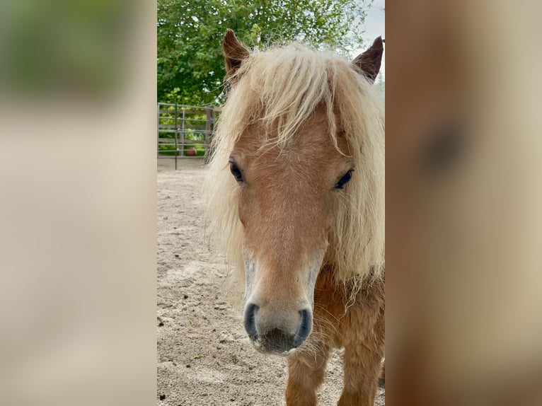 Mini poney Shetland Jument 3 Ans 78 cm Alezan in Wiek