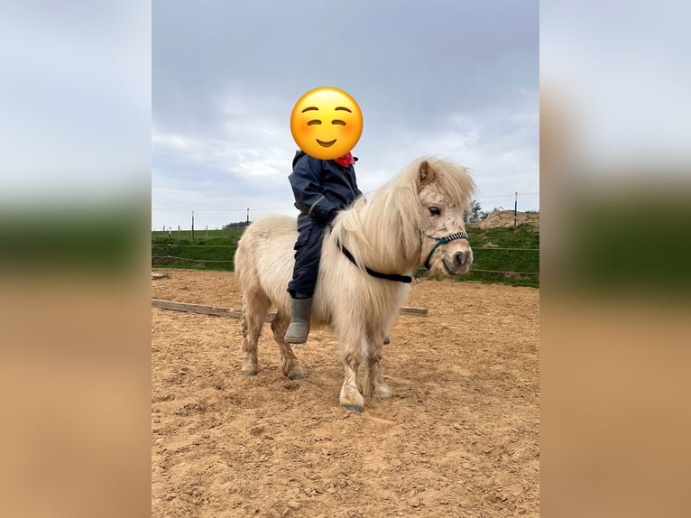 Mini poney Shetland Jument 3 Ans 78 cm Palomino in Nümbrecht