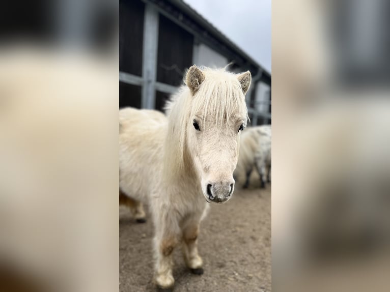 Mini poney Shetland Jument 3 Ans 78 cm Palomino in Schönwalde am Bungsberg