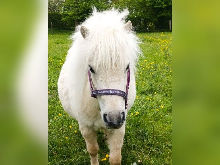 Mini poney Shetland Jument 3 Ans 78 cm Palomino in Schönwalde am Bungsberg