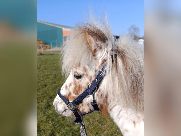 Mini poney Shetland Jument 3 Ans 78 cm Palomino in Schönwalde am Bungsberg