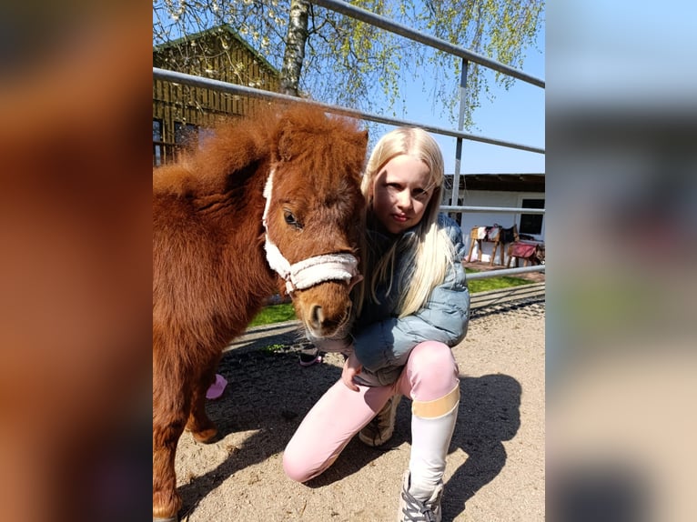 Mini poney Shetland Jument 3 Ans 78 cm Palomino in Schönwalde am Bungsberg