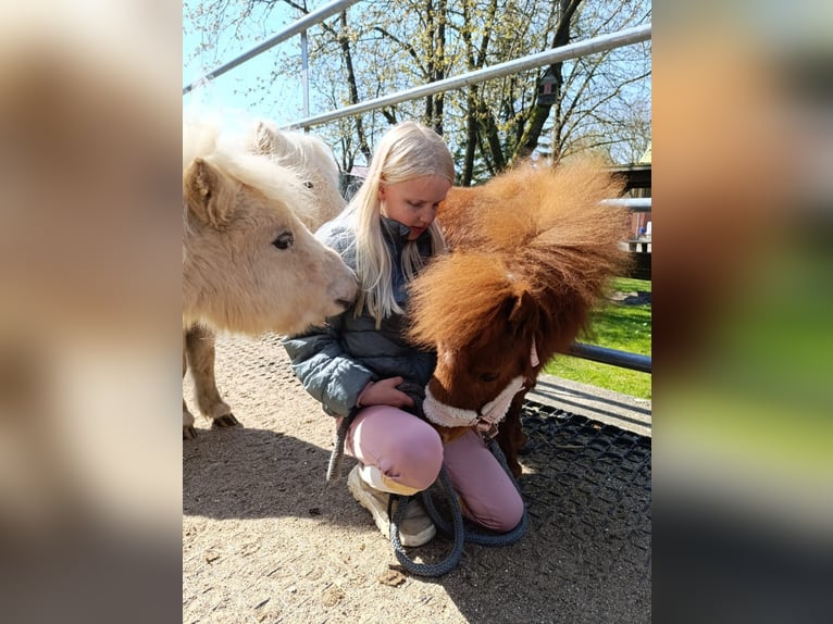 Mini poney Shetland Jument 3 Ans 78 cm Palomino in Schönwalde am Bungsberg