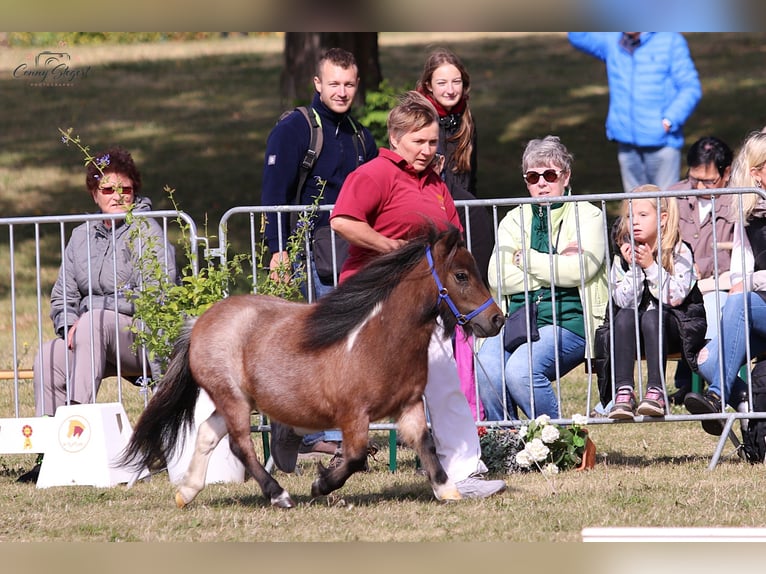 Mini poney Shetland Jument 3 Ans 78 cm Roan-Bay in Reppichau