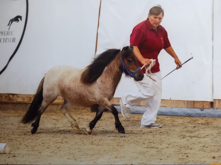 Mini poney Shetland Jument 3 Ans 78 cm Roan-Bay in Reppichau