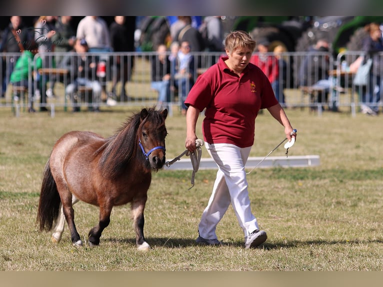 Mini poney Shetland Jument 3 Ans 78 cm Roan-Bay in Reppichau