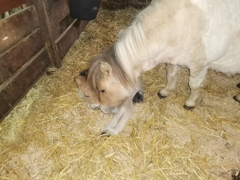 Mini poney Shetland Jument 3 Ans 80 cm Isabelle in Rohrbach-Berg