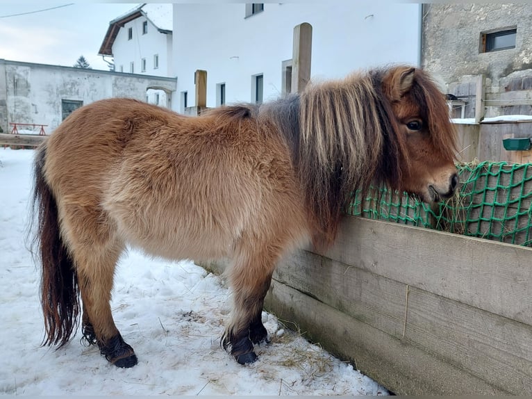 Mini poney Shetland Jument 3 Ans 80 cm Isabelle in Rohrbach-Berg