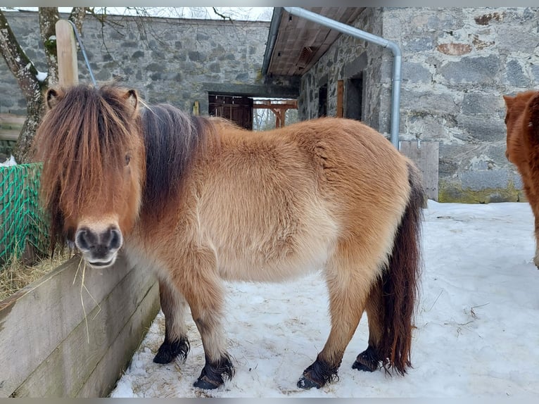 Mini poney Shetland Jument 3 Ans 80 cm Isabelle in Rohrbach-Berg