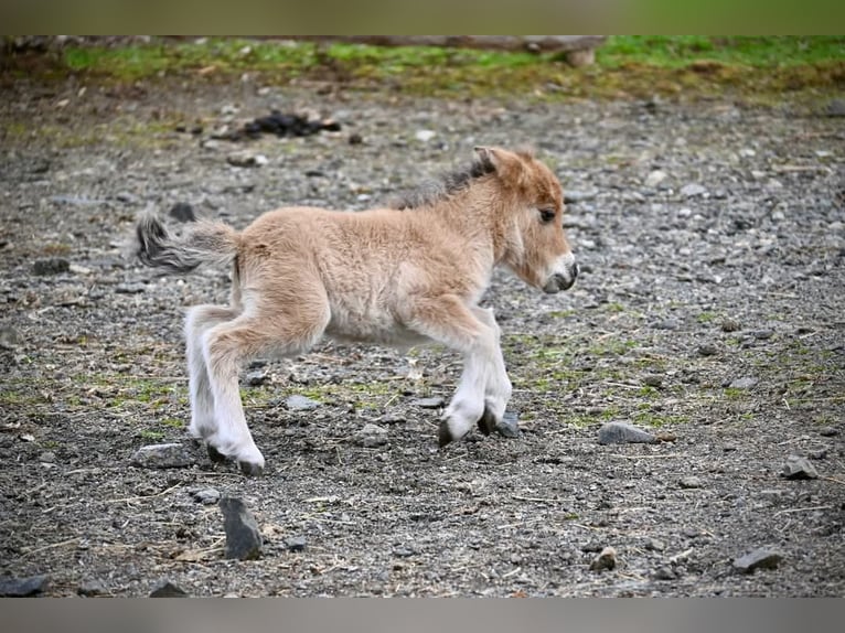 Mini poney Shetland Jument 3 Ans 80 cm Isabelle in Rohrbach-Berg