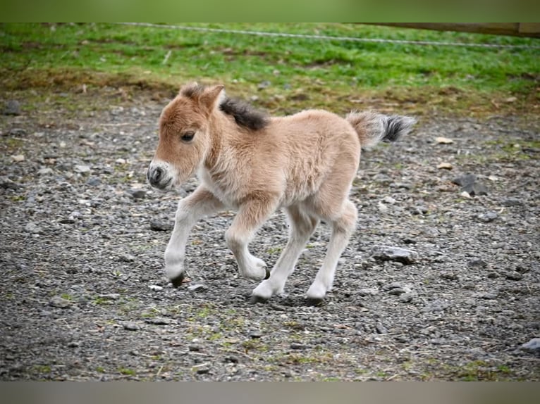 Mini poney Shetland Jument 3 Ans 80 cm Isabelle in Rohrbach-Berg