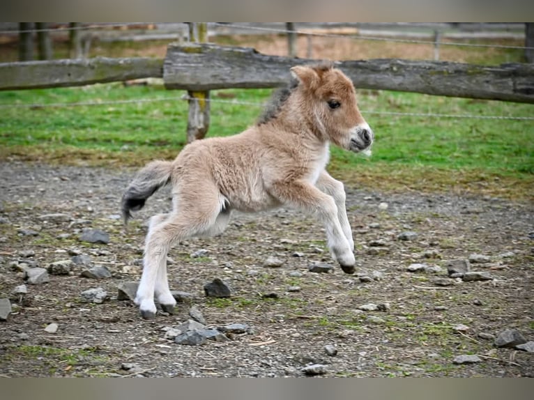 Mini poney Shetland Jument 3 Ans 80 cm Isabelle in Rohrbach-Berg