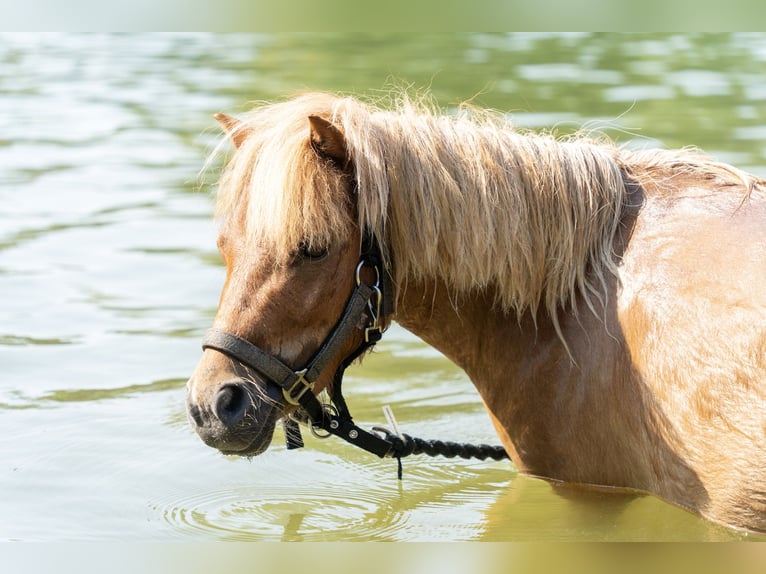 Mini poney Shetland Jument 3 Ans 80 cm Palomino in Radebeul