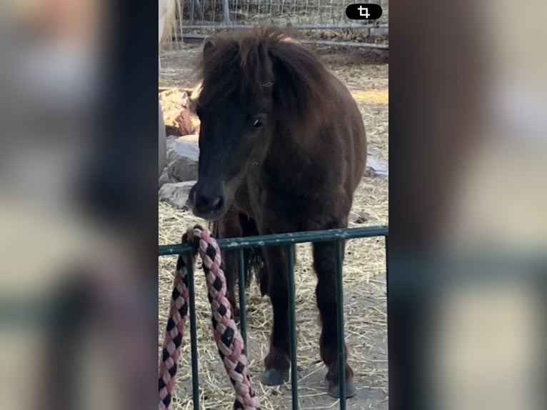 Mini poney Shetland Jument 3 Ans 81 cm Bai brun in WillichWillich