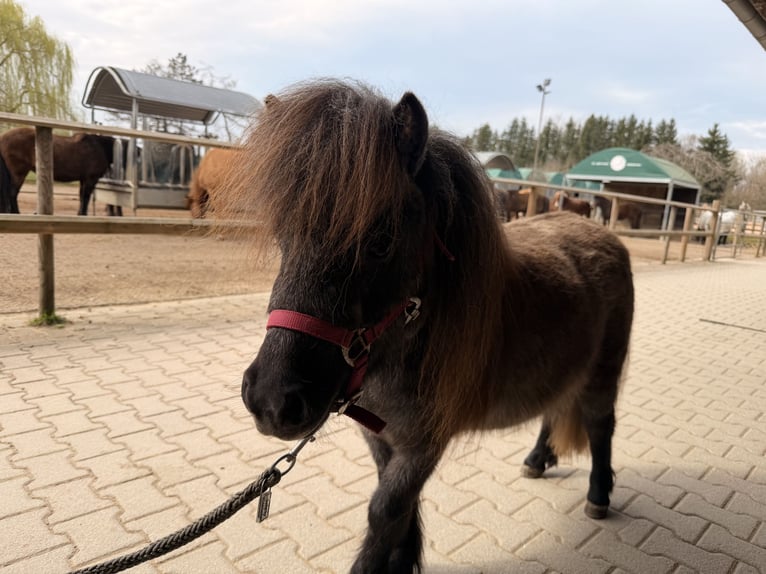 Mini poney Shetland Jument 3 Ans 81 cm Gris in Fronreute