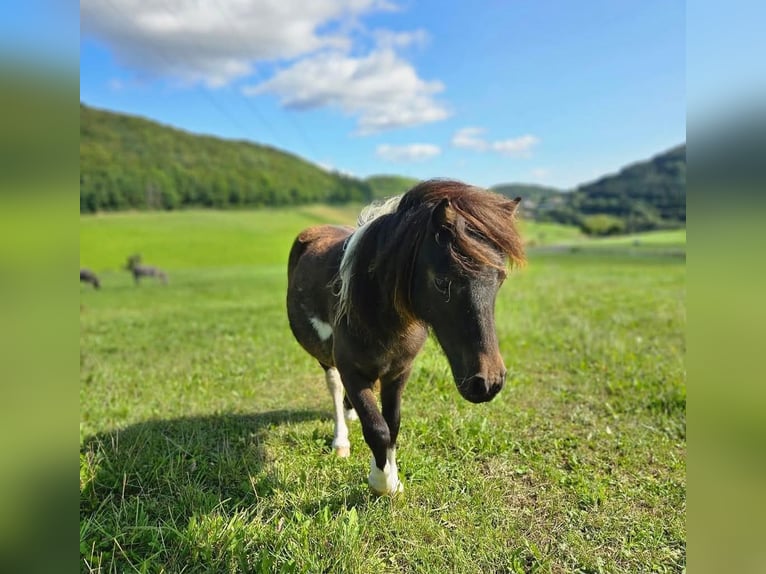 Mini poney Shetland Jument 3 Ans 85 cm Pinto in Marsberg