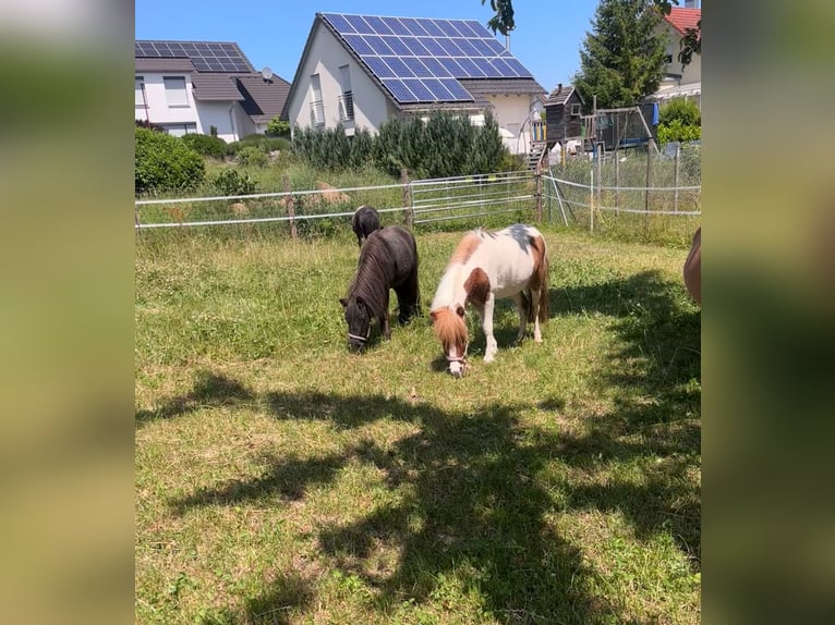 Mini poney Shetland Jument 3 Ans 95 cm Pinto in Bühlerzell
