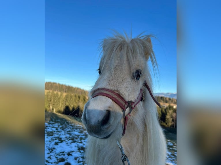 Mini poney Shetland Jument 4 Ans 78 cm Dunalino in St. Andrä