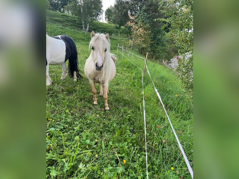 Mini poney Shetland Jument 4 Ans 78 cm Dunalino in St. Andrä