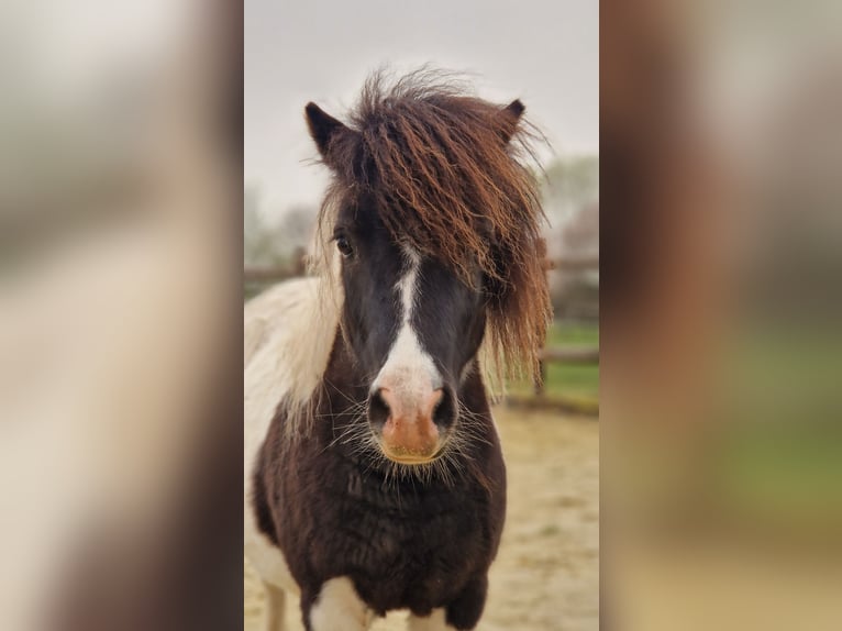 Mini poney Shetland Jument 4 Ans 84 cm Pinto in Geseke