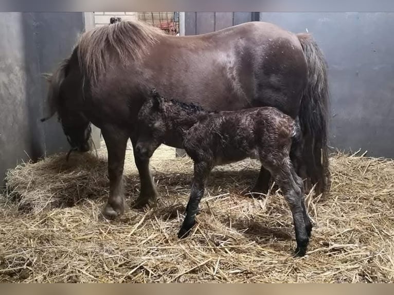 Mini poney Shetland Jument 5 Ans 189 cm Bai in Gouderak