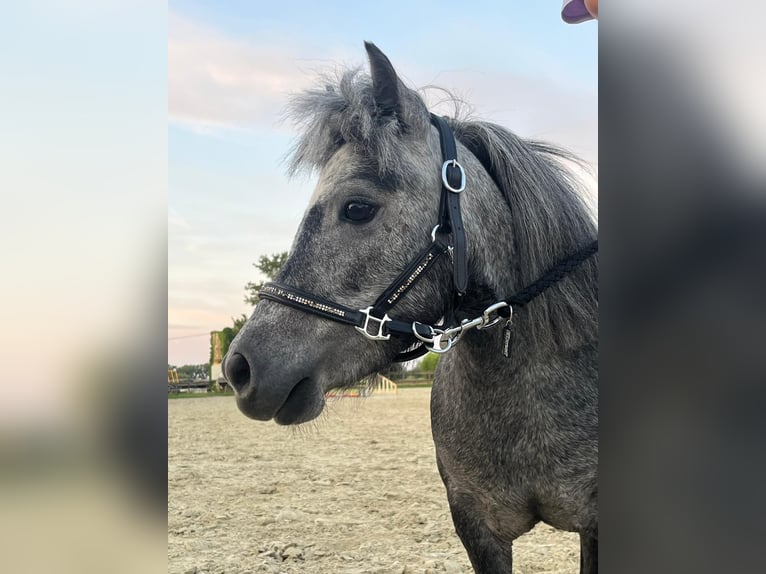 Mini poney Shetland Jument 5 Ans 78 cm Gris in Trebur