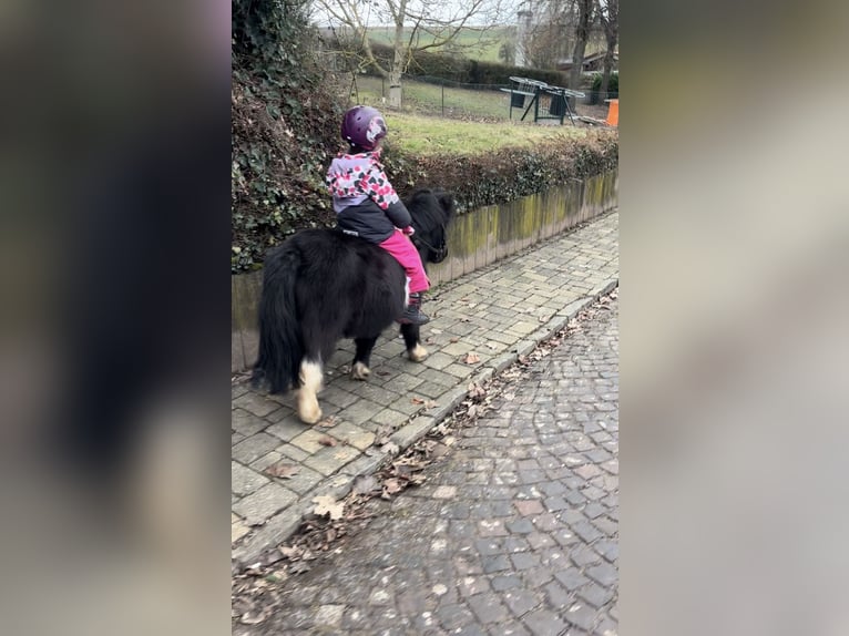 Mini poney Shetland Jument 5 Ans 80 cm in Zweibrücken