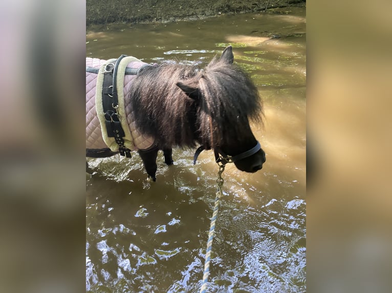 Mini poney Shetland Jument 5 Ans 80 cm in Zweibrücken