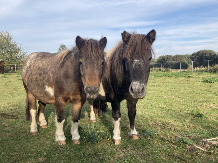 Mini poney Shetland Jument 5 Ans 80 cm Léopard in Salzgitter