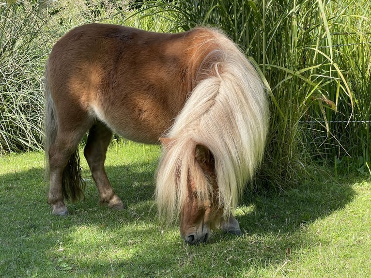 Mini poney Shetland Jument 5 Ans 82 cm Alezan in Wiek