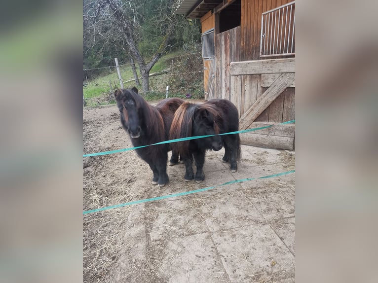 Mini poney Shetland Jument 5 Ans 84 cm Bai brun foncé in Sankt Julian