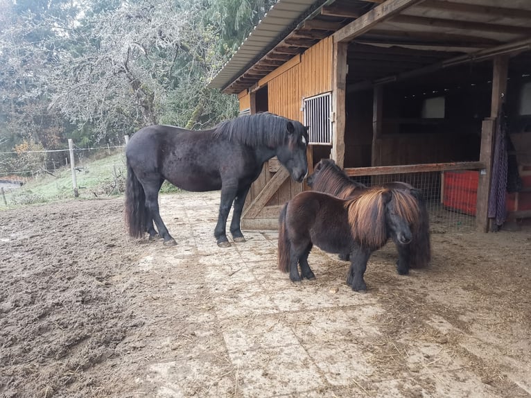 Mini poney Shetland Jument 5 Ans 84 cm Bai brun foncé in Sankt Julian