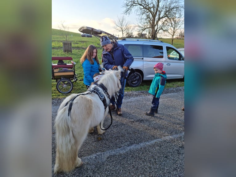 Mini poney Shetland Croisé Jument 5 Ans 86 cm Palomino in Kirchberg bei Mattighofen