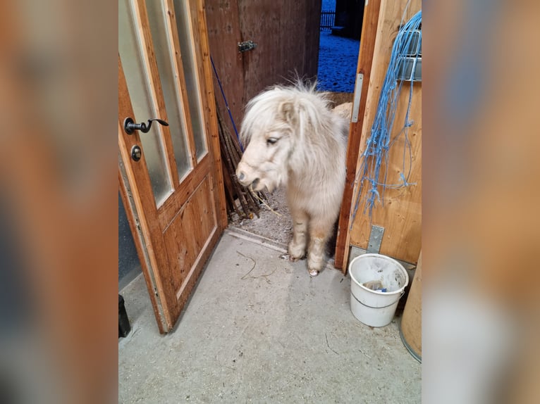 Mini poney Shetland Croisé Jument 5 Ans 86 cm Palomino in Kirchberg bei Mattighofen