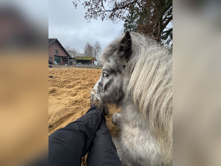 Mini poney Shetland Jument 5 Ans 87 cm Léopard in Gnarrenburg