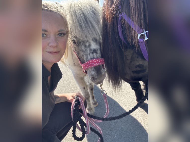 Mini poney Shetland Jument 5 Ans 87 cm Léopard in Gnarrenburg