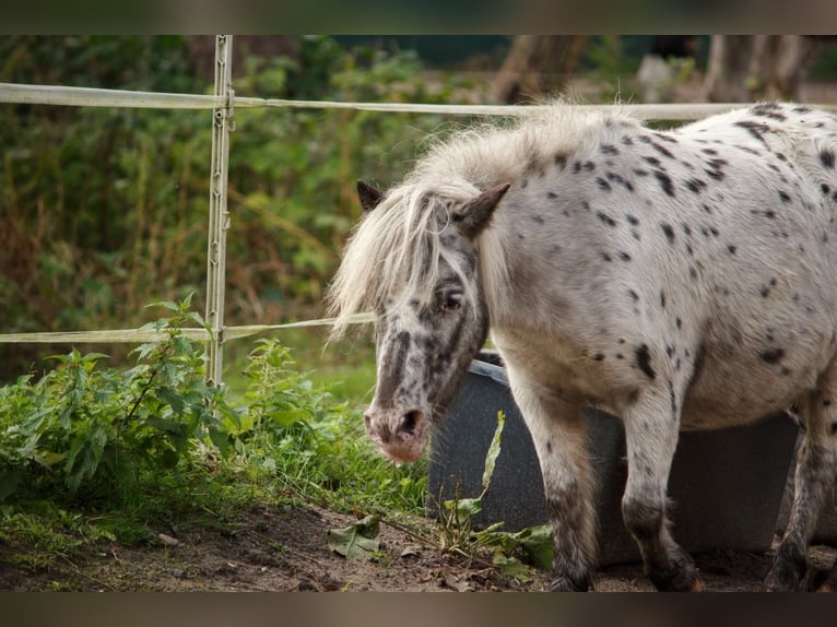 Mini poney Shetland Jument 5 Ans 87 cm Léopard in Gnarrenburg