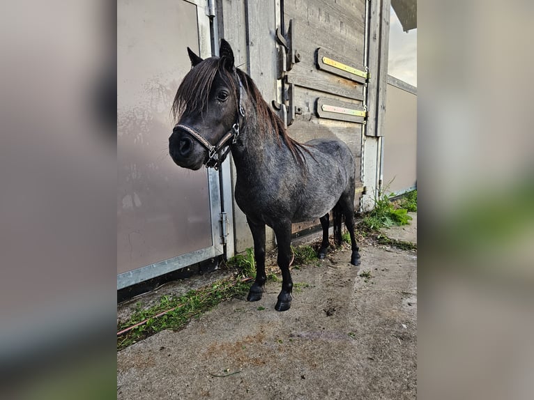 Mini poney Shetland Jument 6 Ans 80 cm Pinto in MAISHOFEN