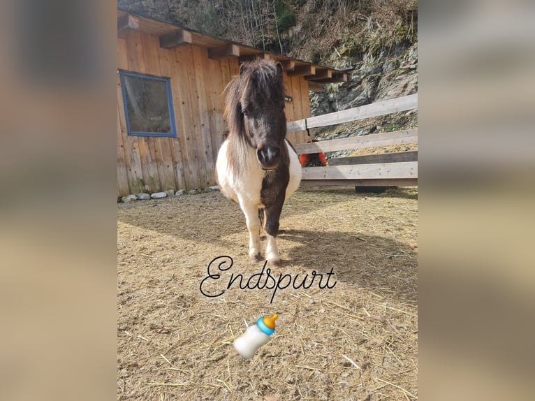 Mini poney Shetland Jument 6 Ans 80 cm Pinto in MAISHOFEN