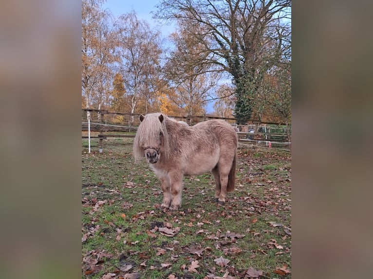 Mini poney Shetland Jument 6 Ans 86 cm Cremello in Großenkneten