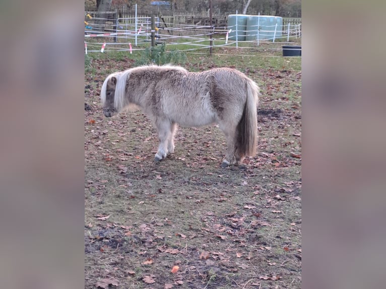 Mini poney Shetland Jument 6 Ans 86 cm Cremello in Großenkneten